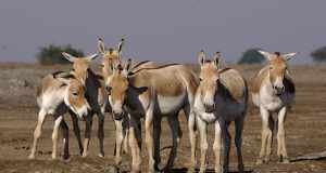 Constanţa – Republica măgarilor cu coada-n faţă