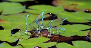 Educație sexuală sau educație despre sexualitate? Sigurd Rille Pixabay