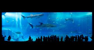 ACVARIU Imagine de Jordy Meow de la Pixabay