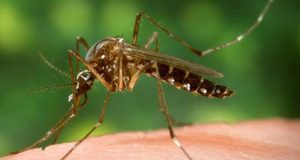 Specialiştii confirmă apariţia ţânţarului febrei galbene, la Constanţa Photograph by James Gathany, Center for Disease Control Public Health Image Library