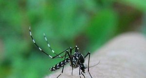 Pe litoral a apărut ţânţarul tigru asiatic!