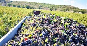 A început culesul viilor la Murfatlar Campanie recoltare Murfatlar