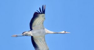 Din uluitoarele aventuri ale lui Radu Culea, din Saligny. Vol. 3