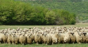 La Oieria Palas, în 124 de ani de cercetare au fost create patru rase autohtone de mioare