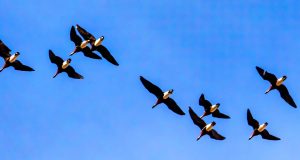 Doi bărbaţi cercetaţi pentru braconaj avifaunistic în zona Vadu-Săcele Sursă foto: Eugen Petrescu