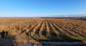 Staţiunea Viticolă Murfatlar îşi reface sistemul de irigaţii SCDVV Murfatlar (Sentinela)