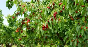 A început recoltatul cireşelor la Poiana