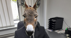 Pe Insula Plăcerilor nu-i prost cine cere, e măgar cine dă! Prelucrare foto cu rol ilustrativ