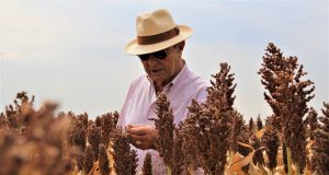 Sorgul-unica reţetă de belşug în vreme de secetă, pentru fermieri!