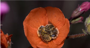 Vară indiană în stupina mea Sursa foto:theplanetvoice.com