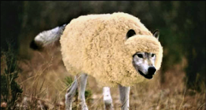 Lupu în blană de oaie ca coiotu’ în găleata incompetenței CJC Sursa vesteabuna.files.wordpress.com