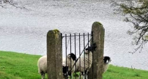 Dilema edilului fără rost: A învăţa cum, sau a nu face nimic?!