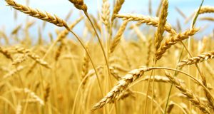 Daea nu avem agricultură!