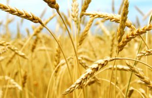 Daea nu avem agricultură!