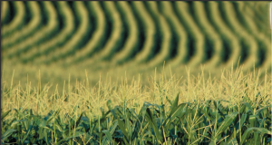 Cum şi-au pierdut fermierii români recoltele de cereale jucând “ruleta ucraineană”