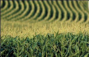 Cum şi-au pierdut fermierii români recoltele de cereale jucând “ruleta ucraineană”