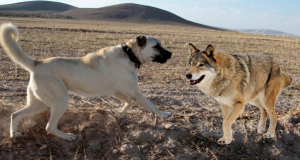 Lupu maidanez și câinele de pază comunitar