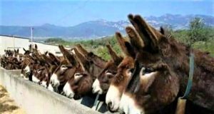 Onagrocrația guvernează România!