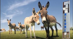 La Techirghiol, primarul Soceanu antrenează păsările din rezervaţie pentru sezonul de vânătoare