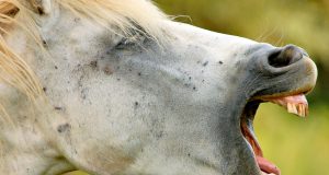 Foaie verde dinți de cal/Hai băieți la festival!