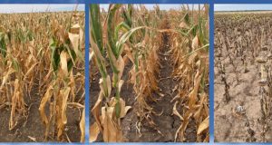 Imaginea dezastrului în agricultura sud-dobrogeană