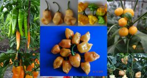 Un ardei românesc depășește scala internațională de măsurare a iuțelii