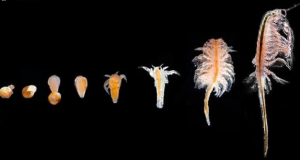 „Apa vieții” se află cu adevărat în Lacul Techirghiol