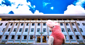 Șoalde și fofârlici la Consiliul Județean Constanța