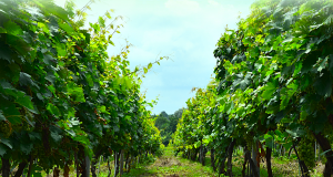 A început culesul viilor!