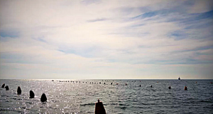 Cum își dă statul român cu tesla în ponta midiilor de maricultură Foto: Dan MIHĂESCU