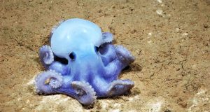 Viață luxuriantă la 4000 de metri, sub ocean