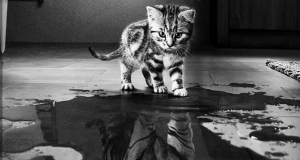 Trump se dă paraleu la Putin