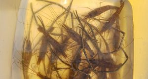 Specii acvatice exotice în Canalul Dunăre Marea Neagră