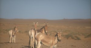 Marile erbivore sălbatice dispărute din fauna României (2) Sursa: Wikipedia (Colun)