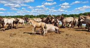 Marile erbivore sălbatice dispărute din fauna României (1) Sursa foto: Einars Nordmanis Turmă de cai Konik – substituți ai tarpanului (Letonia)