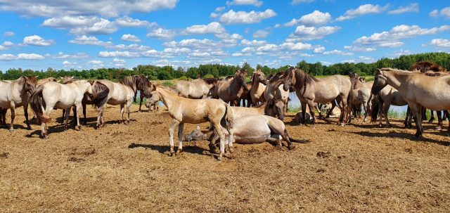 Sursa foto: Einars Nordmanis Turmă de cai Konik – substituți ai tarpanului (Letonia)