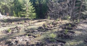 Sezonul plantării arborilor