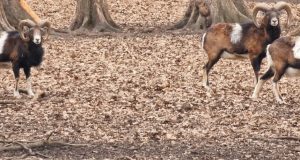 Erbivore apărute în fauna României