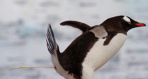 Robert Nenciu-ciu adevăr, Nenciu-ciu informare, Nenciu-ciu credibilitate