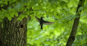 Natura…de-a lungul timpului (1) Foto Dan Dinu