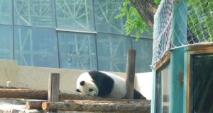 China – un vis împlinit (4)