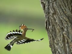 Natura…de-a lungul timpului (2) Foto Dan Dinu