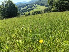 Vara în Parcul Natural Vânători Neamţ Sursa: Parcul Național Vânători Neamț