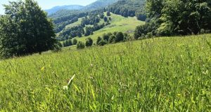 Vara în Parcul Natural Vânători Neamţ Sursa: Parcul Național Vânători Neamț