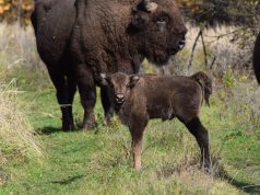 Se caută un nume – ediția a XIII-a