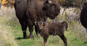 Se caută un nume – ediția a XIII-a