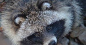 Un șpringar? Sursa: www.reddit.com/r/Awwducational