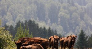 Bison Adventure Race 2025 a fost ‘pusă pe butuci’ de inundații Foto arhiva PNVNT