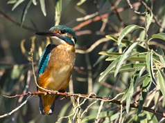 ”Cele trei grații” (3) Foto: Mircea Verghelet/Pescăraș