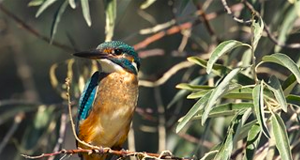 ”Cele trei grații” (3) Foto: Mircea Verghelet/Pescăraș